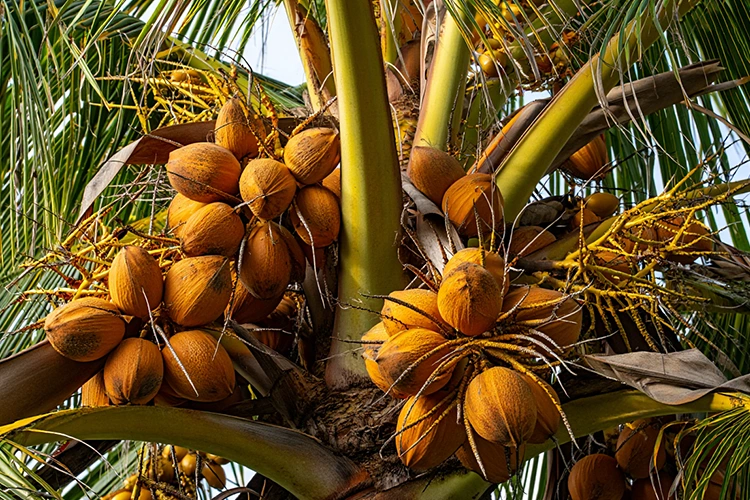 Natural Coconut Farming